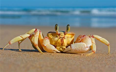 crabs, Sand, Beach, Animals, Crustaceans Wallpapers HD / Desktop and ...