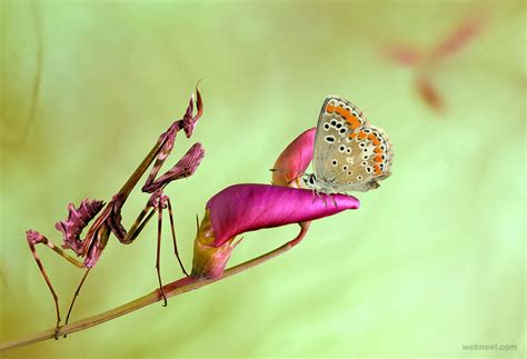 Best Macro Photography 28 - Full Image