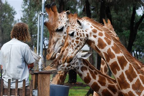 "Feeding time at the Zoo!" by Kat36 | Redbubble