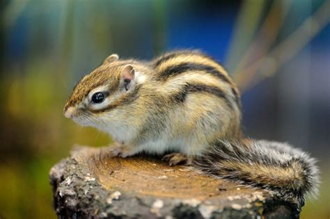 Siberian Chipmunk: Agile Rodent with Unique Burrowing Habits