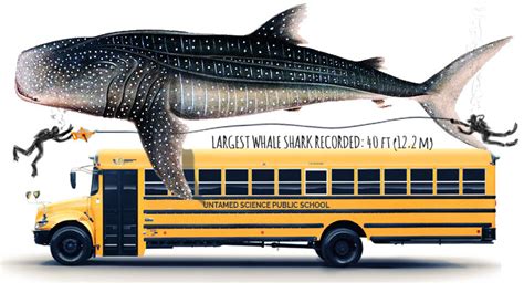 Whale Shark - Untamed Science