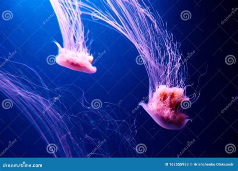 Lions Mane Jellyfish Cyanea Capillata Stock Image - Image of blue, jelly: 162555983