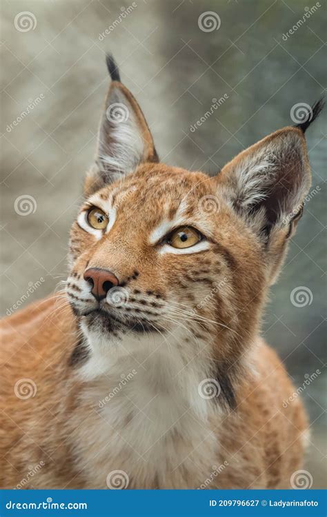 Lynx, Close-up Portrait. Wild Animals Stock Image - Image of european, head: 209796627