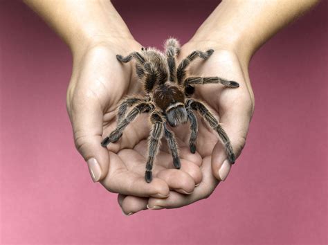 What to Know Before Buying a Pet Tarantula