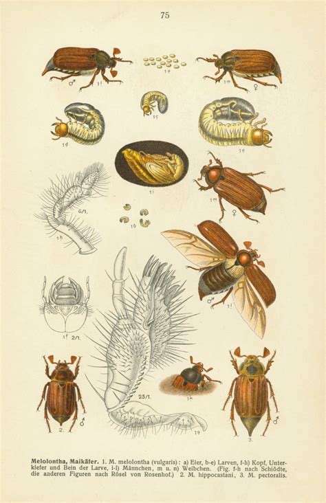 Life's Cycles — Vintage Scarab Beetle Life Cycle Illustration,...