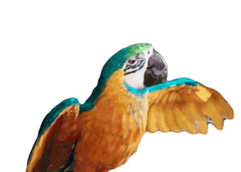 Macaw Parrot Sticker - Macaw Parrot Bird - Discover & Share GIFs