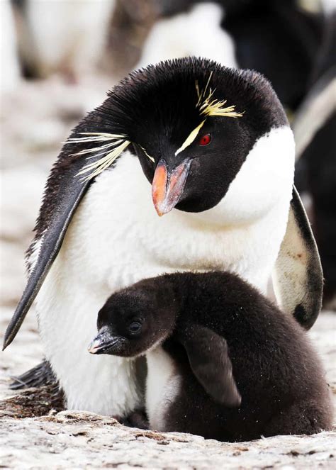 51 Baby Penguin Photos, Videos, and Facts That'll Have You Saying ...