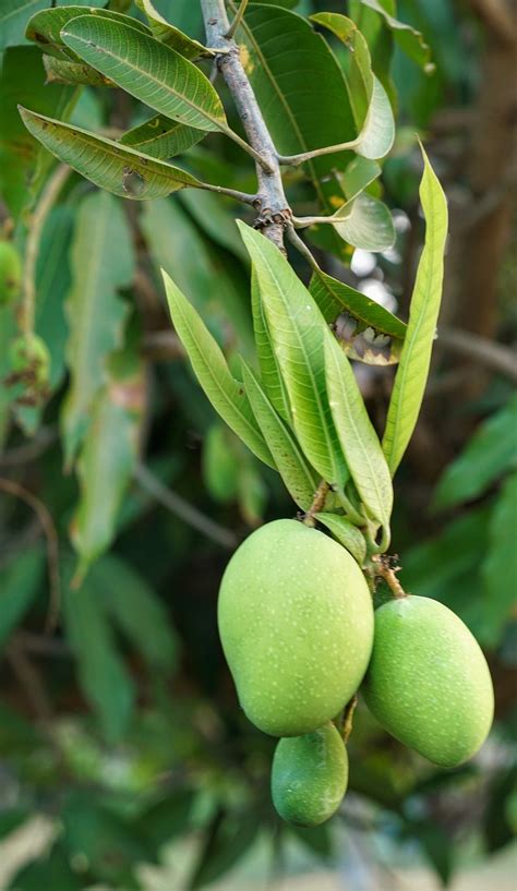 Langkah-langkah Mencangkok Pohon Mangga agar Cepat Berakar - Toko Tanaman