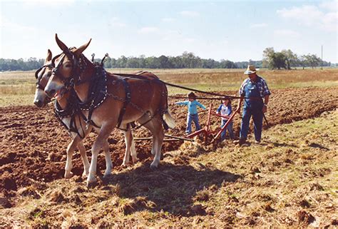 Rural Heritage — Mules and Donkeys Landing Page