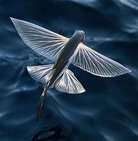 Flying fish – unusual fish | DinoAnimals.com