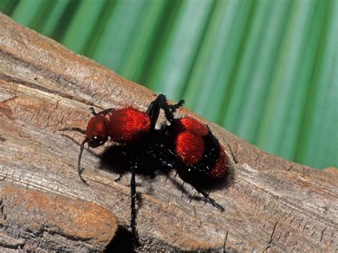 Red Velvet Ant Facts, Sting, Size, Habitat, Lifespan, Pictures