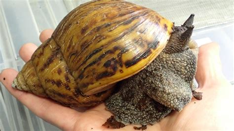 Giant African land snail | London Zoo