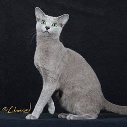 Russian Blue Cat Breeders: Fanciers Breeder Referral List | Russian blue, Russian blue cat, Cat ...