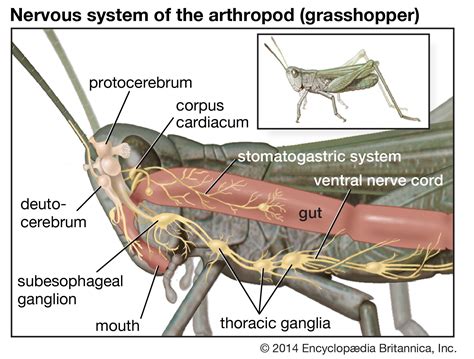 nervous system - Students | Britannica Kids | Homework Help