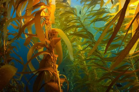 Seaweed: the world's underwater ocean forest | Ocean Tales | One Ocean Foundation