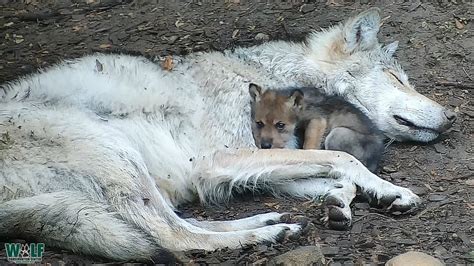 Gray Wolf Pups With Parents