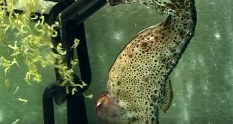 Watch A Seahorse Birth 2,000 Babies In 30 Seconds