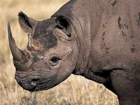 Animals & Pets: Black Rhinoceros Facts