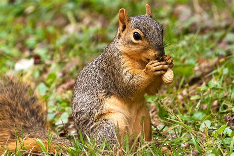 Squirrel Eating A Peanut Photograph by James Marvin Phelps - Fine Art America