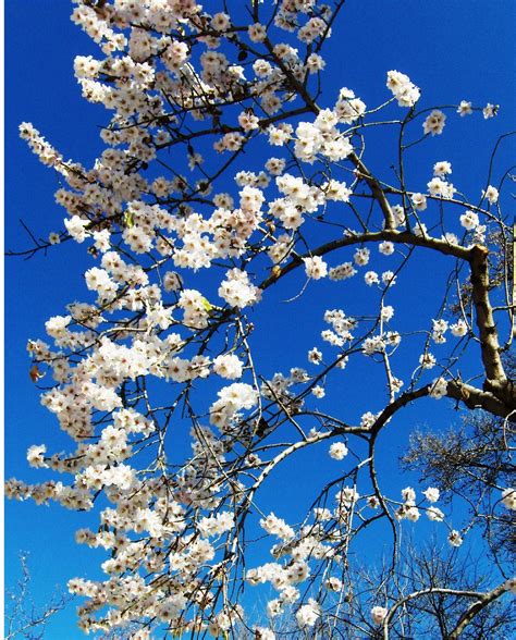 Sundays in Spain: Almond Trees in Bloom