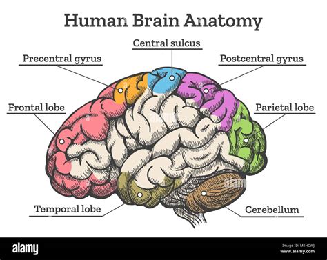 Head And Brain Anatomy