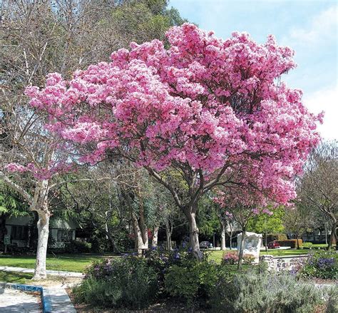 Pink Trumpet Tree Install Price - Naples Garden Landscaping LLC