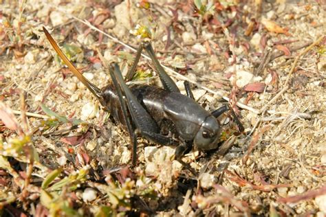 What to Know About Mormon Crickets | Family Handyman