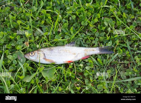 Ide fish hi-res stock photography and images - Alamy