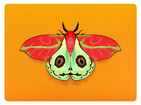 Moth Illustration - 3 by Emmanuel Augustine on Dribbble