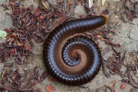 Millipede or Centipede? - Houseman Services