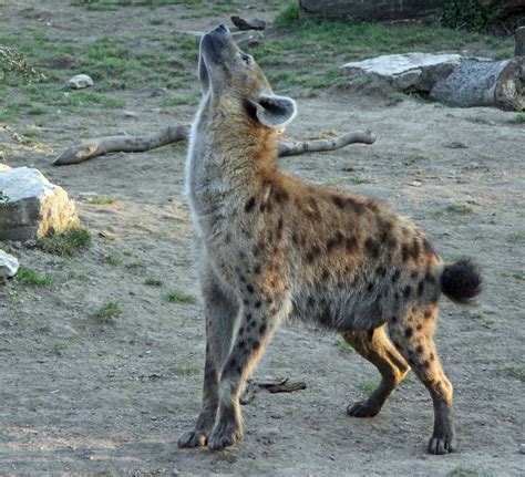 hyena howling like wolf? my day is made | Hyena, Animals wild, Striped hyena