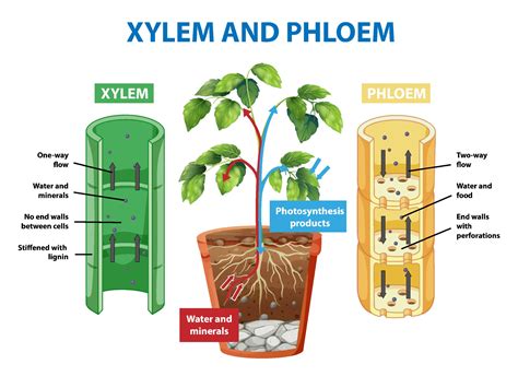 Phloem Diagram