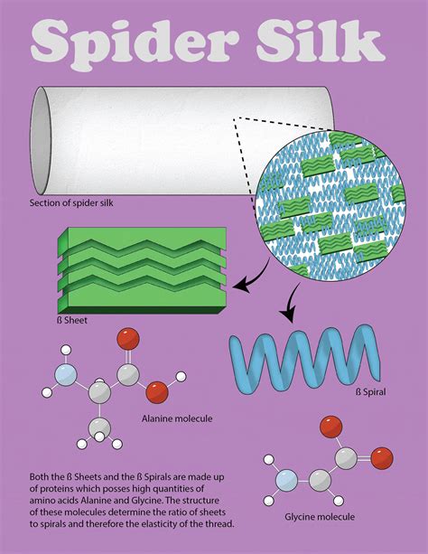 Spider’s Web: A Detailed Look at the Structure of Silk – Illustrating Nature 2021