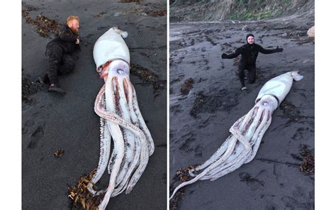 Real Giant Squid - Giant Squid Captured Off Japan And This Is No Hoax Pete Thomas Outdoors : A ...