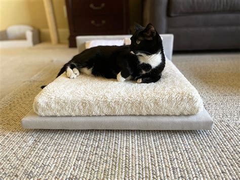 The Best Cat Bed for Your Pet’s Health – CatsEssentials