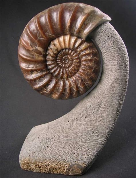 UK fossils including British ammonites - Fossils Direct | Fossils, Ammonite, Amber fossils