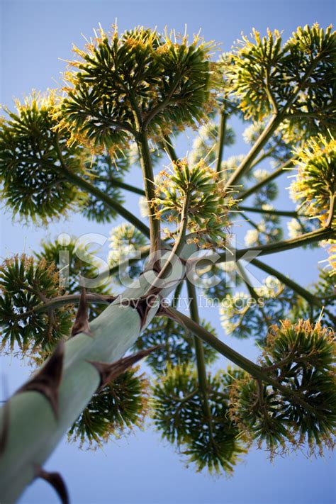 Agave Flower Stock Photo | Royalty-Free | FreeImages