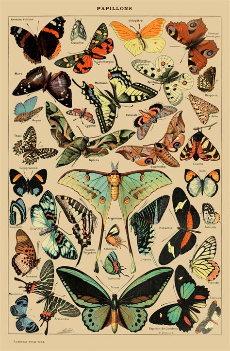 Butterflies Vintage Art Print Free Stock Photo - Public Domain Pictures