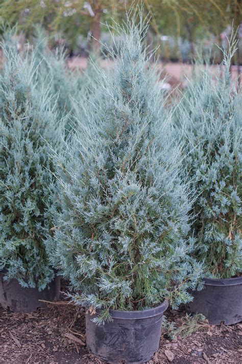 JUNIPER MOONGLOW For Sale in Boulder Colorado