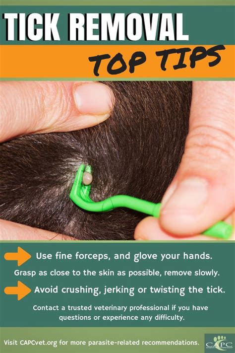 Removing a tick from your dog. | Dog health tips, Dog treatment, Dog ...