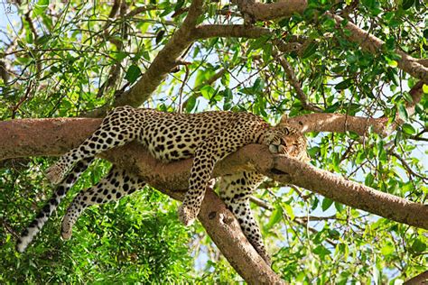 520+ Leopard Sleeping In Tree Stock Photos, Pictures & Royalty-Free ...