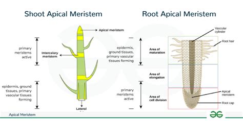 What is Apical Meristem? Definition, Types, & Functions - GeeksforGeeks