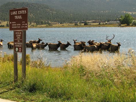 Estes Park Wildlife | Estes Park Outdoor Activities | Estes Park CVB