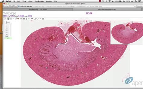 Histology Lab Videos Flashcards | Quizlet