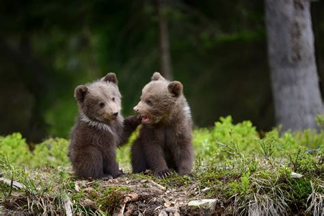 Video Of Bear Cubs Playing - Ebba Neille