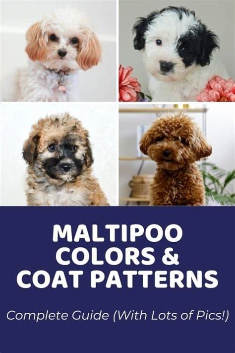 Maltipoo Colors & Coat Patterns: Complete Guide (With Photos)