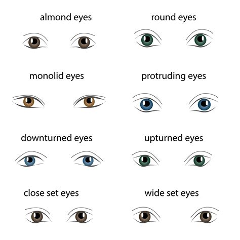 Eye Shapes Chart Eye Shape Chart Shape Chart Eye Shapes | Porn Sex Picture