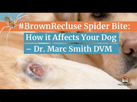 Brown Recluse Spider Bite Dog