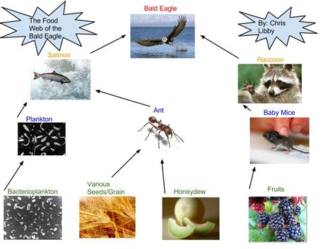 Eagle Gallery: Bald Eagle Food Web