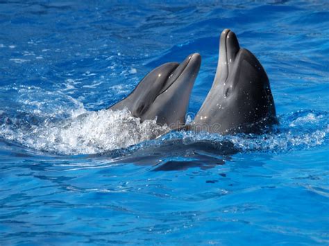 Dancing dolphins stock photo. Image of dance, blue, animal - 21423060